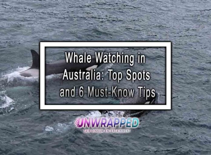 Whale Watching in Australia: Top Spots and 6 Must-Know Tips