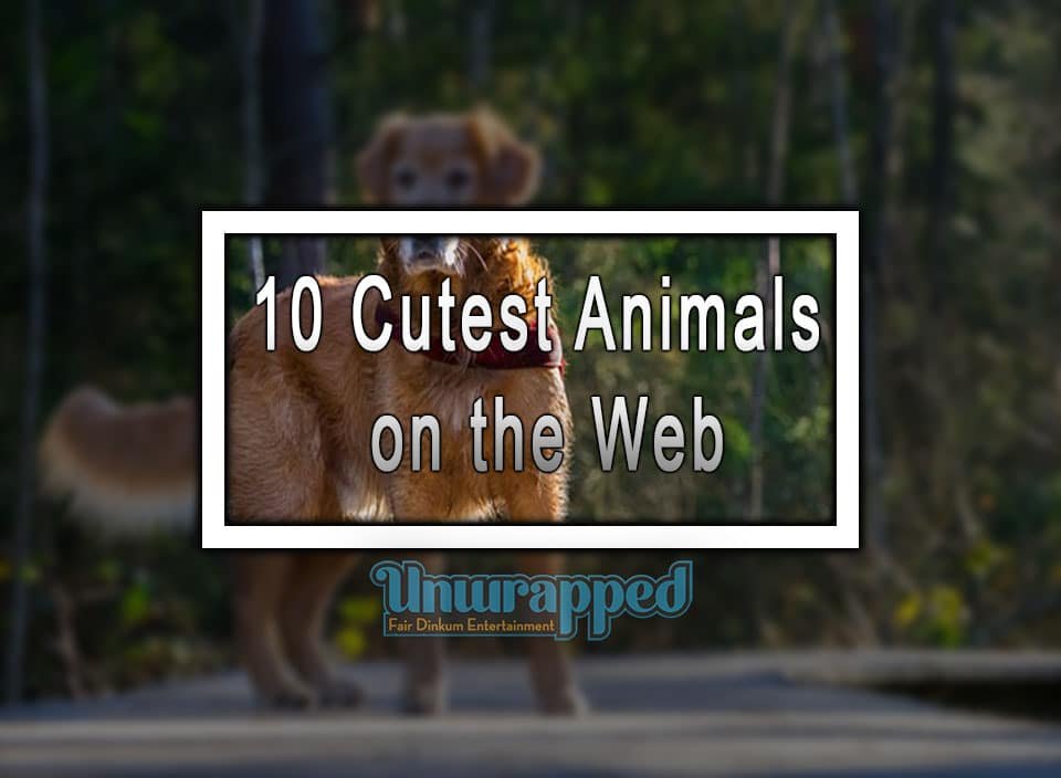 10 Cutest Animals on the Web