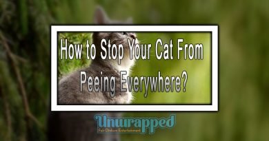 How to Stop Your Cat From Peeing Everywhere