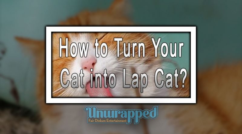 Top 5 Ways To Turn Your Cat Into Lap Cat Complete Guide For Kitty Lovers