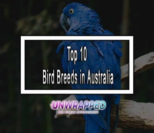 Top 10 Bird Breeds in Australia in 2023 Top 10 Bird Breeds in Australia