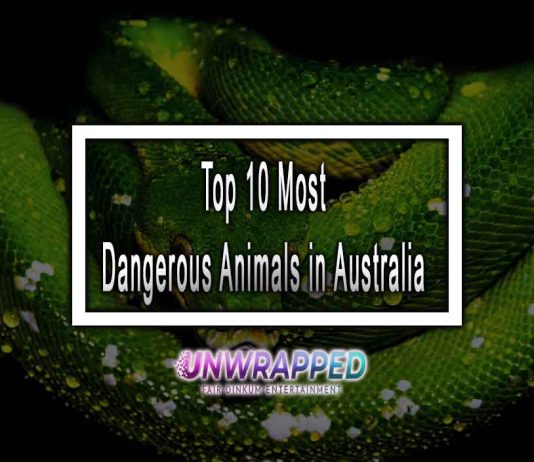 Top 10 Most Dangerous Animals in Australia