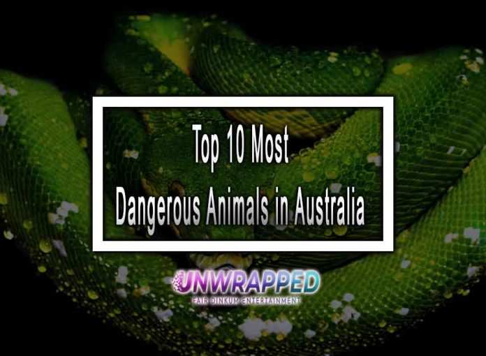 Top 10 Most Dangerous Animals in Australia Top 10 Most Dangerous Animals in Australia