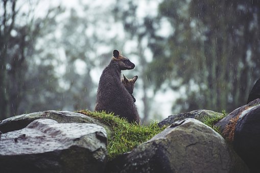 Five Essential Locations for Australian Wildlife Lovers