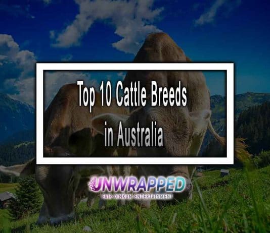 Top 10 Cattle Breeds in Australia | Number 8 Looks Like A Typical Cattle Top 10 Cattle Breeds in Australia