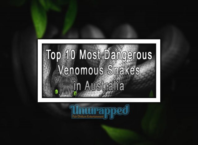 top 10 most dangerous snakes in australia