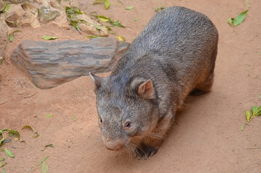 Wombat Top 10 Flora And Fauna In Australia To Explore In 2020