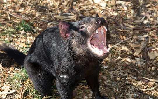 Tasmanian Devil Top 10 Flora And Fauna In Australia To Explore In 2020