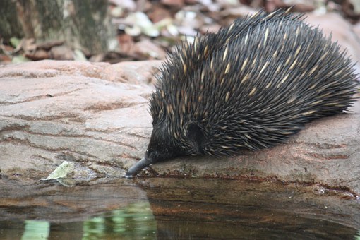 Echidna Top 10 Flora And Fauna In Australia To Explore In 2020