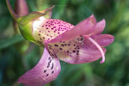 Eremophila Top 10 Flora And Fauna In Australia To Explore In 2020