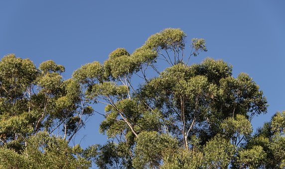 Eucalypts Top 10 Flora And Fauna In Australia To Explore In 2020