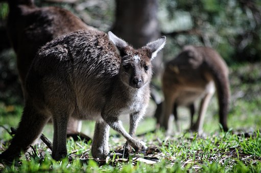 Kangaroo Top 10 Flora And Fauna In Australia To Explore In 2020