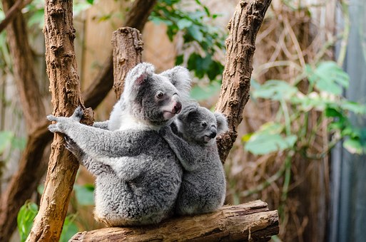 Koala Top 10 Flora And Fauna In Australia To Explore In 2020