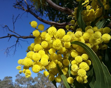 Acacia Top 10 Flora And Fauna In Australia To Explore In 2020