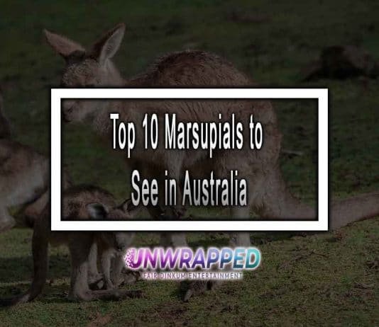 Top 10 Marsupials to See in Australia