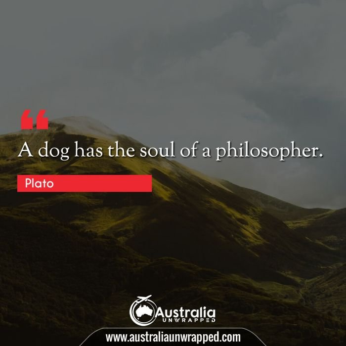 A dog has the soul of a philosopher.
