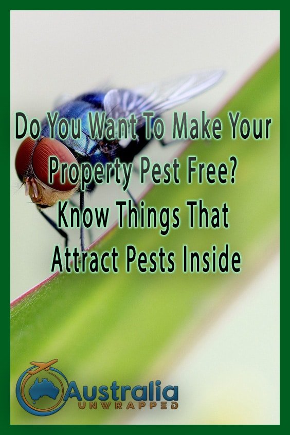 Do You Want To Make Your Property Pest Free? Know Things That Attract Pests Inside