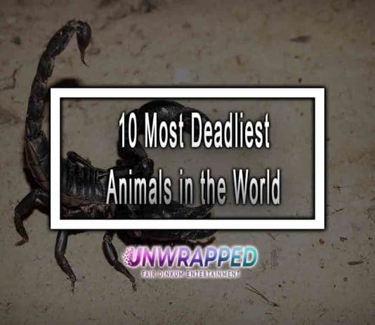 10 Most Deadliest Animals in the World 10 Most Deadliest Animals in the World