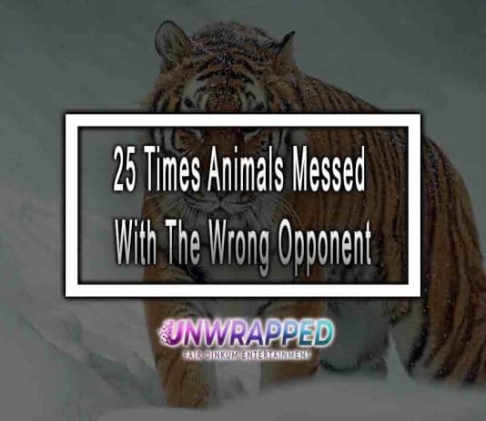 25 Times Animals Messed With The Wrong Opponent 25 Times Animals Messed With The Wrong Opponent