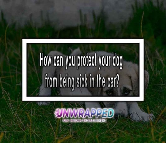 How can you protect your dog