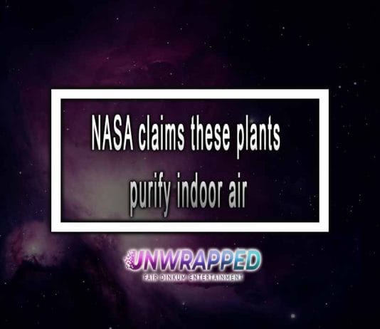 NASA Claim Plants Purify Indoor Air NASA claims plants purify indoor air