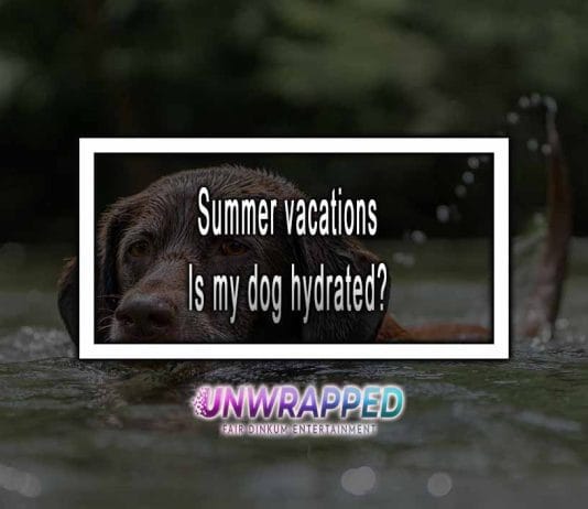 Summer vacations Is my Dog Hydrated