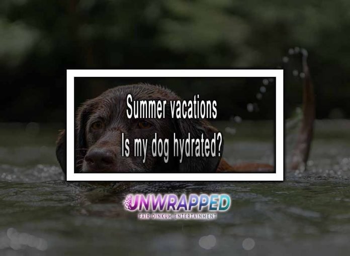 Summer vacations Is my Dog Hydrated