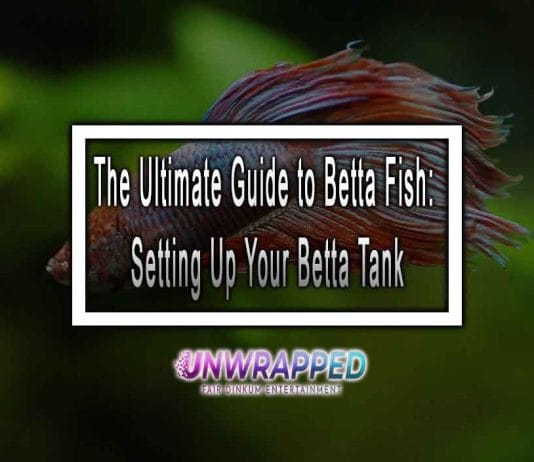 The Ultimate Guide to Betta Fish: Setting Up Your Betta Tank The Ultimate Guide to Betta Fish: Setting Up Your Betta Tank