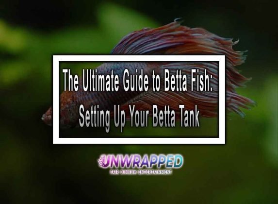 The Ultimate Guide To Betta Fish: Setting Up Your Betta Tank