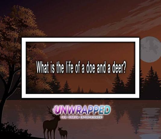 What Is The Life Of a Doe And a Deer