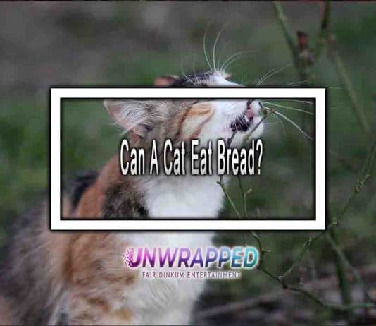 Can A Cat Eat Bread?