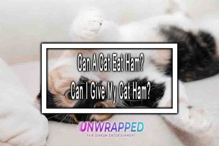 Can A Cat Eat Ham? Can I Give My Cat Ham?