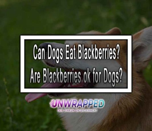Can Dogs Eat Blackberries? Are Blackberries ok for Dogs? Can Dogs Eat Blackberries? Are Blackberries ok for Dogs?