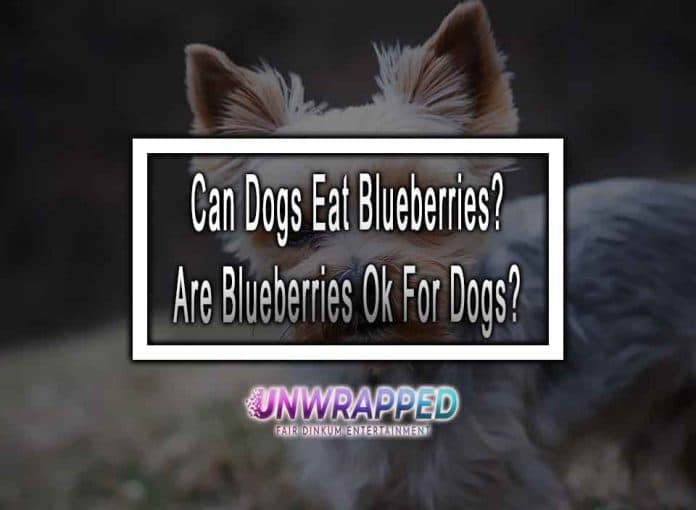 Can Dogs Eat Blueberries Are Blueberries Ok For Dogs Can Dogs Eat Blueberries? Are Blueberries Ok For Dogs?