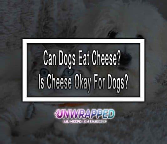 Can Dogs Eat Cheese? Is Cheese Okay For Dogs?