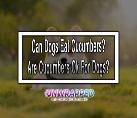Can Dogs Eat Cucumbers? Are Cucumbers Ok For Dogs?