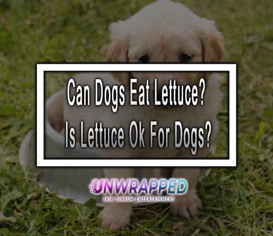 Can Dogs Eat Lettuce? Is Lettuce Ok For Dogs?