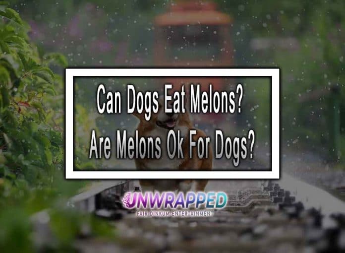 Can Dogs Eat Melons Are Melons Ok For Dogs