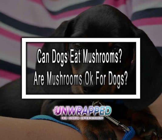 Can Dogs Eat Mushrooms? Are Mushrooms Ok For Dogs?