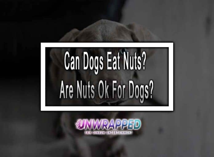 Can Dogs Eat Nuts Are Nuts Ok For Dogs Can Dogs Eat Nuts? Are Nuts Ok For Dogs?