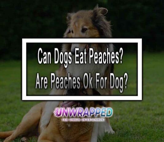 Can Dogs Eat Peaches? Are Peaches Ok For Dog?