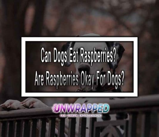 Can Dogs Eat Raspberries? Are Raspberries Okay For Dogs?