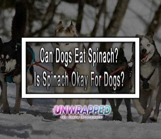 Can Dogs Eat Spinach? Is Spinach Okay For Dogs?