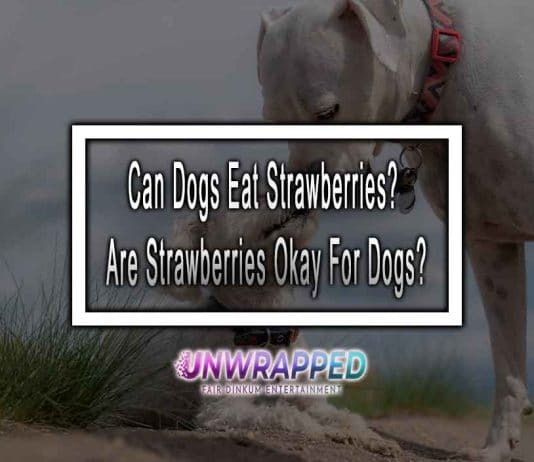 Can Dogs Eat Strawberries? Are Strawberries Okay For Dogs?