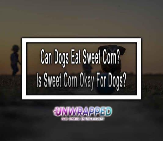 Can Dogs Eat Sweet Corn? Is Sweet Corn Okay For Dogs?