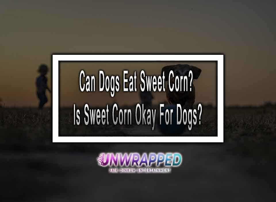 can-dogs-eat-sweet-corn-is-sweet-corn-okay-for-dogs