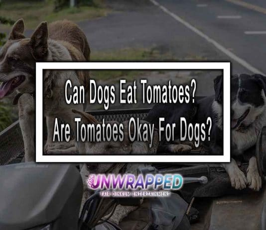 Can Dogs Eat Tomatoes? Are Tomatoes Okay For Dogs?