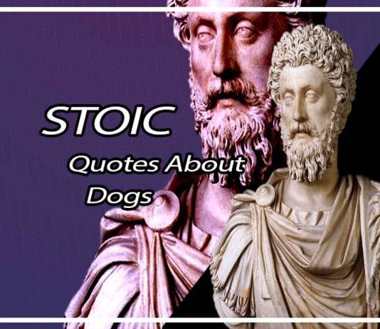 Meaningful Stoic Quotes About Dogs Or Mention Dog Meaningful Stoic Quotes About Dogs Or Mention Dog