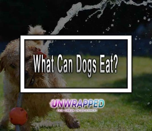 What Can Dogs Eat?
