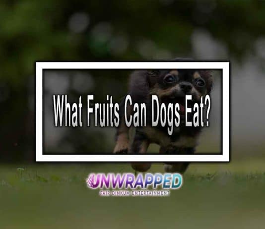 What Fruits Can Dogs Eat?